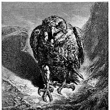 A hawk moves threateningly toward a nightingale sprawled on the ground in the forefront