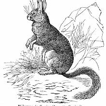 Helamys (viscacha)