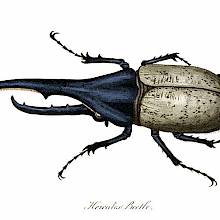 Plate showing a male Hercules beetle, a tropical insect in the Scarabaeidae family