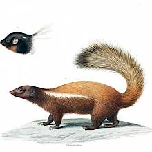 Humboldt's hog-nosed skunk