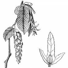 Common Hornbeam