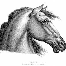 Side view of a horse's head on white background