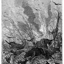 Howlings