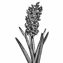 Common Hyacinth