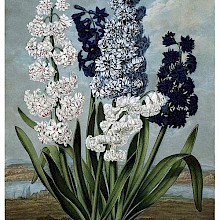 View of five varieties of hyacinths in the foreground of a coastal landscape