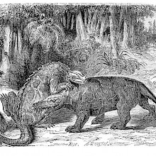 An iguanodon and a megalosaurus are fighting in the Early Cretaceous period