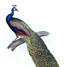 The Indian peacock is a bird in the family Phasianidae native to South Asia