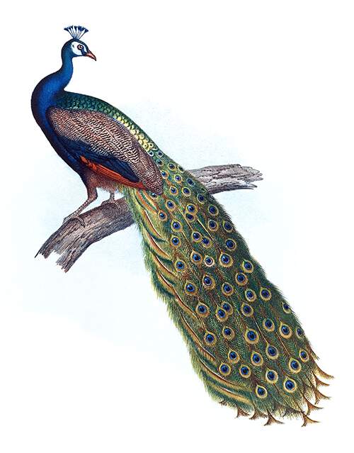 The Indian peacock is a bird in the family Phasianidae native to South Asia