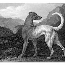 An Irish Wolfhound is seen from the side, standing in moorland hills and looking backward