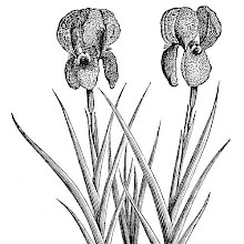 Iris Susiana