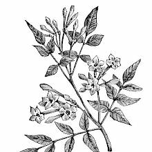 Common Jasmine