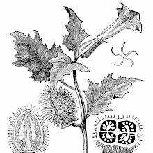 Jimson Weed