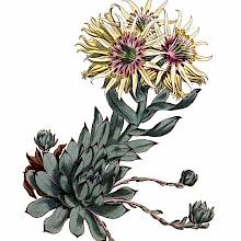 Hand-colored copper engraving showing the rolling hen-and-chicks, a succulent native to Europe