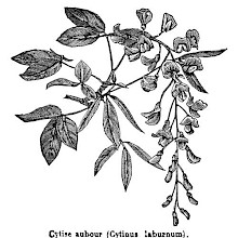 Common Laburnum (Golden Chain Tree)
