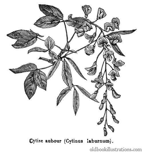 Common Laburnum (Golden Chain Tree)