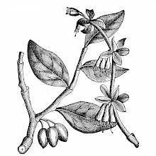 Leatherwood (Dirca Palustris)