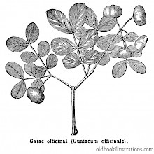 Guaiacum Officinale (Lignum Vitae)