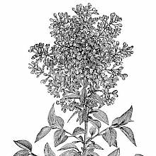 Common Lilac