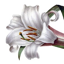 Lilium brownii is a plant in the family Liliaceae, native to China