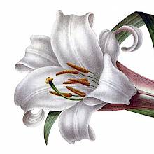 Lilium brownii is a plant in the family Liliaceae, native to China