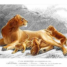 Lying lioness (Panthera leo) keeping a watchful eye on her surroundings while her cubs tumble about