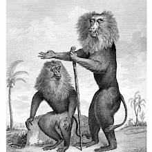 Engraving of two lion-tailed macaques, one depicted sitting, the other leaning on a stick