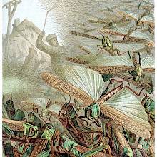 A Swarm of Locusts