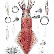 Common Squid