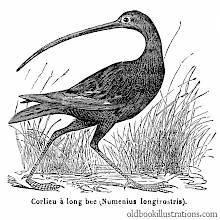 Long-Billed Curlew