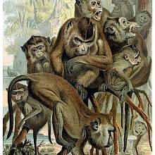 A group of macaques, including females and juveniles, sits on an aerial root of a tree in a tropical landscape
