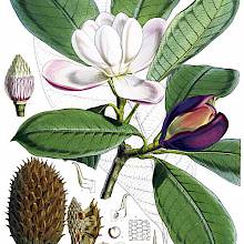 Botanical plate showing a branch of Magnolia hodgsonii with flowers and leaves