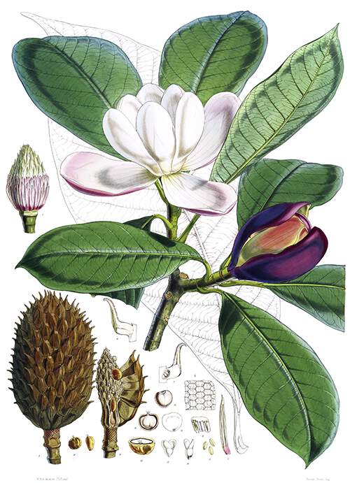 Botanical plate showing a branch of Magnolia hodgsonii with flowers and leaves