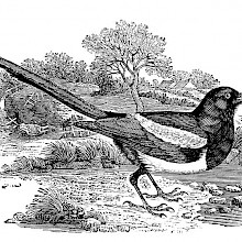 Eurasian magpie, a passerine bird in the family Corvidae