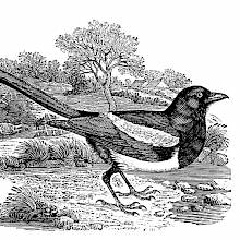 Eurasian magpie, a passerine bird in the family Corvidae