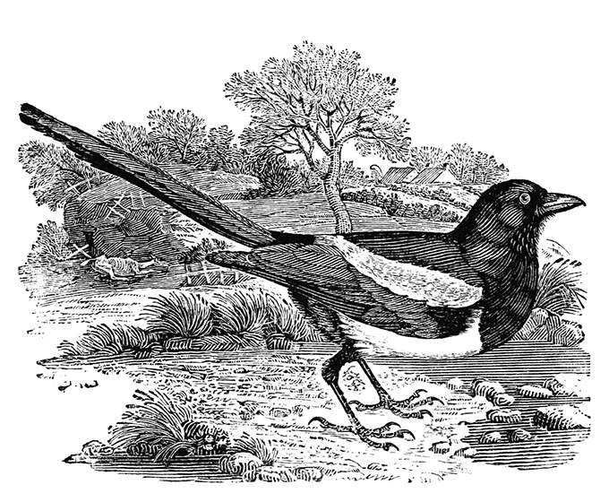 Eurasian magpie, a passerine bird in the family Corvidae