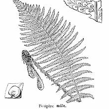 Male Fern