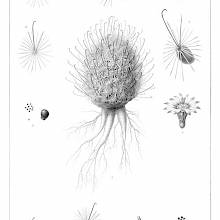 Steel engraving showing Mammillaria grahamii and M. barbata, two plants in the Cactaceae family