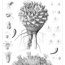 Botanical plate showing various subspecies of Mammillaria heyderi, a plant in the family Cactaceae