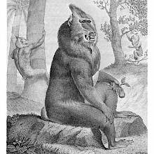 Engraving showing a mandrill (Mandrillus sphinx), a monkey notable for its colorful appearance