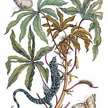 A blue lizard climbs up a branch of cassava populated with caterpillars and butterflies