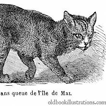 Manx Cat