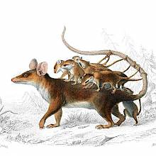 Hand-colored steel engraving showing a mouse opossum seen from the side, carrying her litter on her back