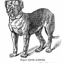 Mastiff