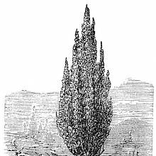 Pyramidal Cypress