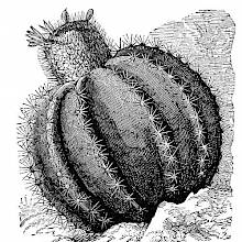 Melon Cactus (Melocactus intortus)
