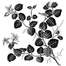 Partridgeberry (Mitchella Repens)