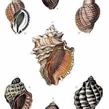Shells of four sea snails in the family Muricidae, classified by the author in the genus Monoceros