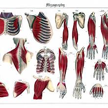 Anatomical plate showing the muscle structure of the chest, shoulders, neck, and arms