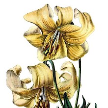 The Nankeen lily (Lilium testaceum) is a hybrid between Lilium candidum and Lilium chalcedonicum