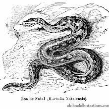 Natal rock python